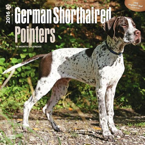 german shorthaired pointers 2015 square 12x12 multilingual edition PDF