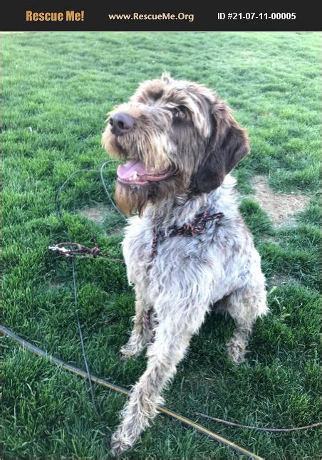 german wirehaired pointer rescue