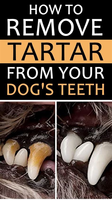 get rid of dog tartar