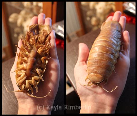 giant isopod pet