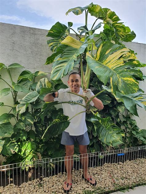 giant pothos