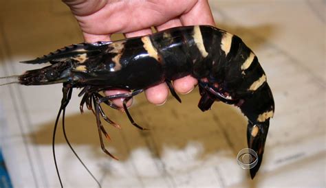 giant tiger prawn