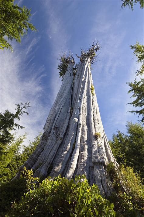 giant trees of western america and the world Epub