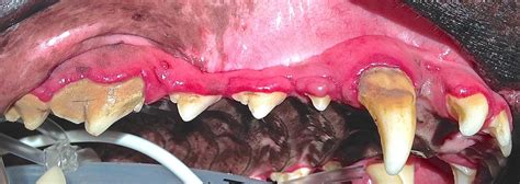 gingival hyperplasia in dogs