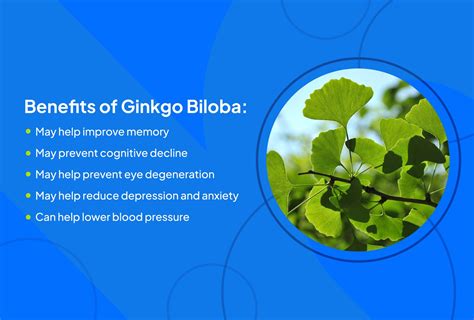 ginkgo biloba in treatment of narcolepsy Reader