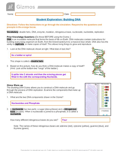gizmo building dna answers PDF