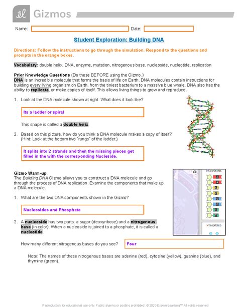 gizmo building dna answers PDF