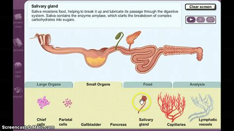 gizmo digestive system answer key Epub