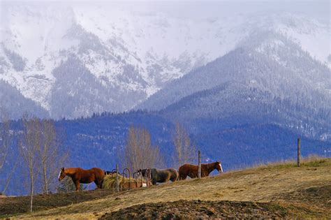 glacier acres guest ranch