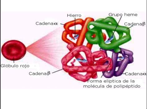 globulinas