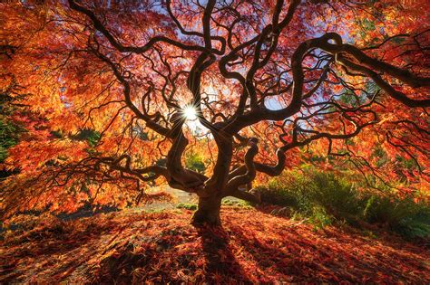 glorious trees 2016 beautiful photographs Doc