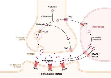 glutamate and gaba receptors and transporters glutamate and gaba receptors and transporters Epub