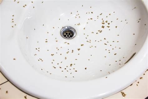 gnats in bathroom