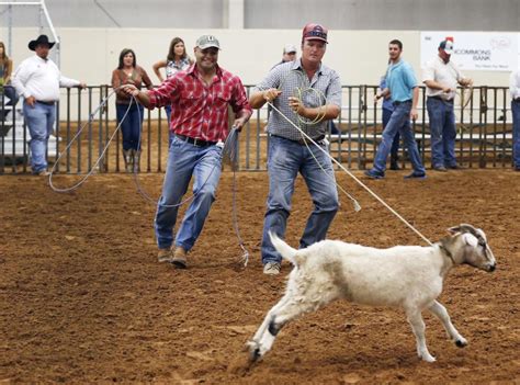 goat roping