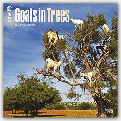 goats 2016 square 12x12 multilingual edition Reader