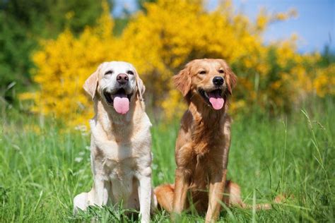 golden and labrador