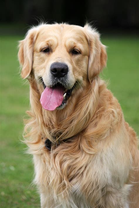 golden retriever &amp; husky mix