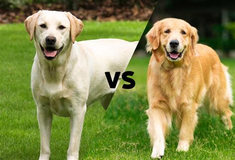 golden retriever dog vs labrador