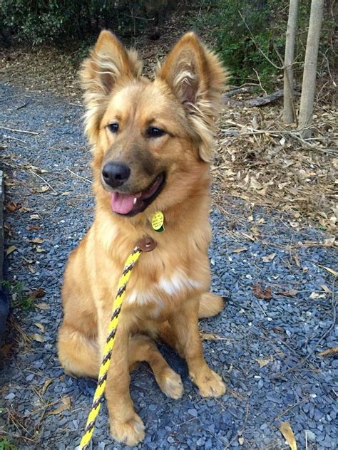 Golden Retriever German Shepherd Mix