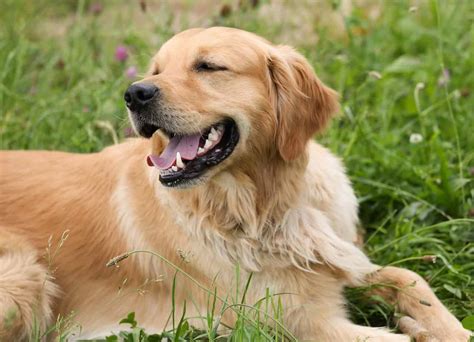 golden retriever personality