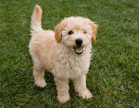 golden retriever poodle breed