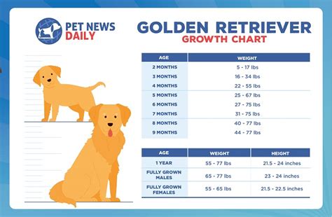 Golden Retriever Size Chart