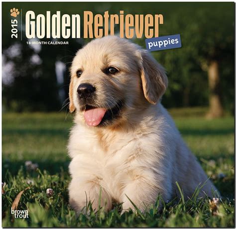 golden retrievers 2015 square 12x12 multilingual edition Kindle Editon