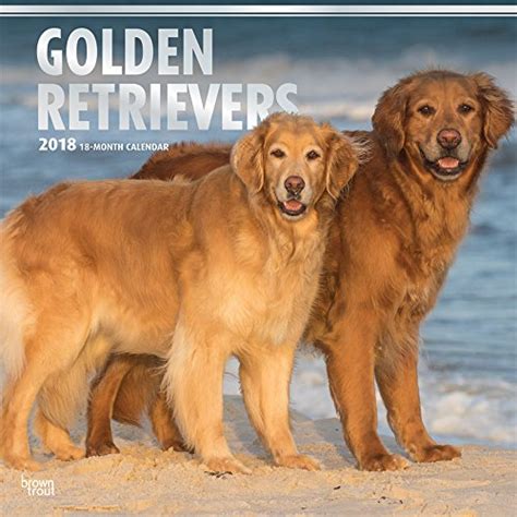 golden retrievers 2015 square 12x12 multilingual edition Kindle Editon