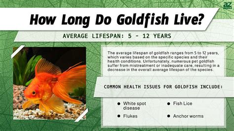 goldfish longevity