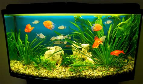 goldfish with tank