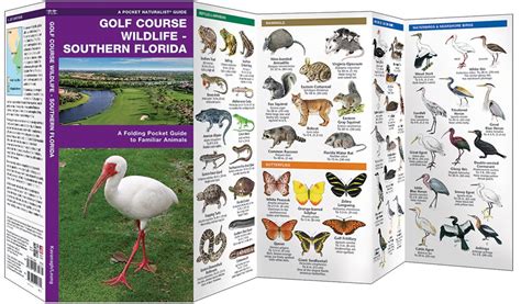 golf course wildlife southern florida a folding pocket guide to familiar species pocket naturalist guide series Kindle Editon