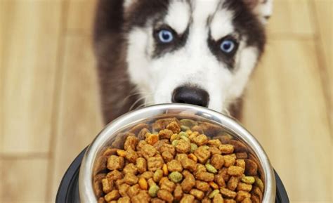 good dog food for huskies