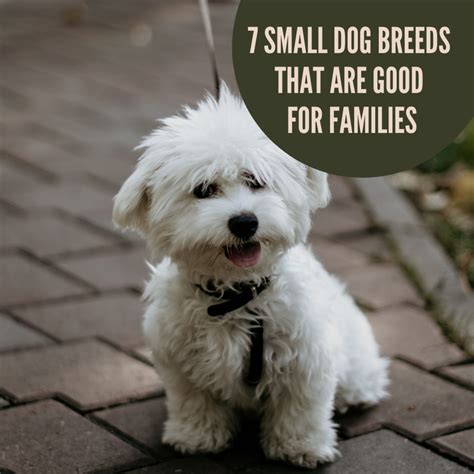 good family dogs that are small