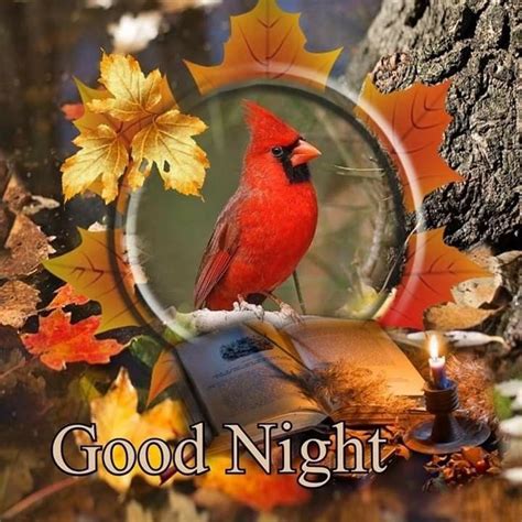 good night cardinals Kindle Editon