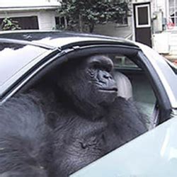 gorilla in a coupe