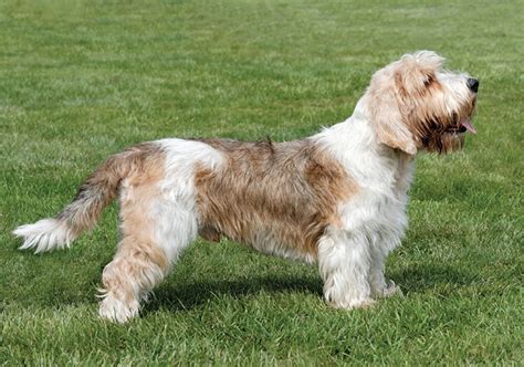 grand basset griffon vendeen training Kindle Editon