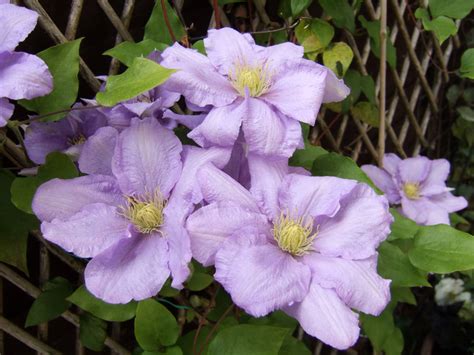 grandmas purple flowers Doc