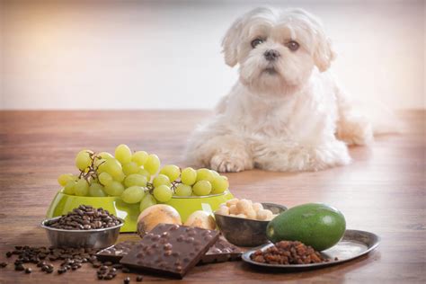 grape toxicity in dogs