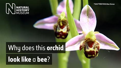 graph about how orchid bees help orchids