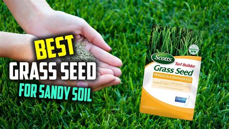 grass seed without fertilizer