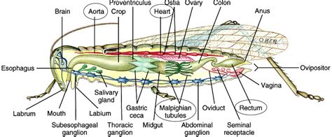 grasshopper circulatory system diagram Kindle Editon