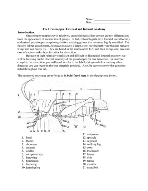 grasshopper dissection answer key to questions Epub