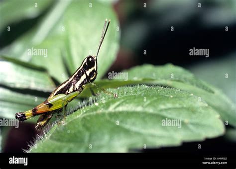 grasshopper munnar