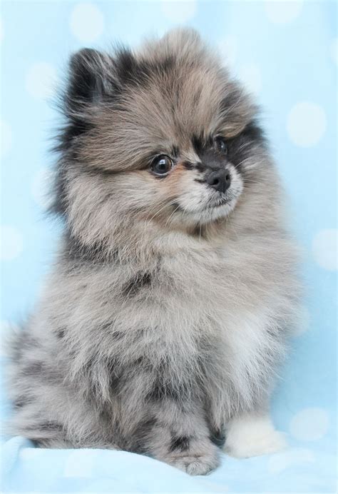 gray Pomeranian