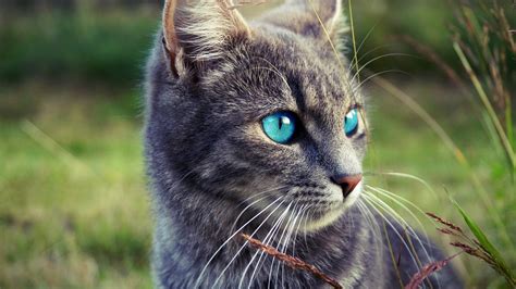 gray cat blue eyes