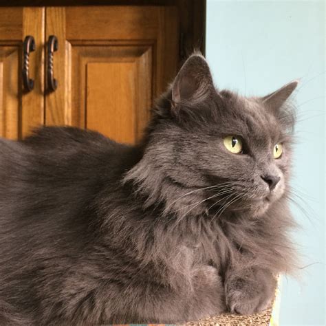 gray cat long hair