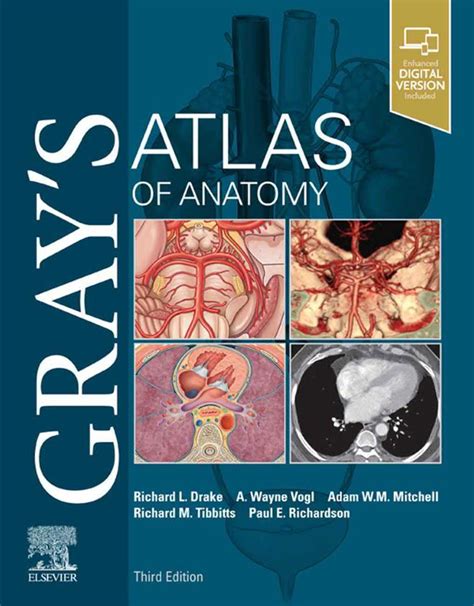 gray s atlas of anatomy gray s atlas of anatomy PDF