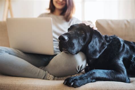 great apartment dogs