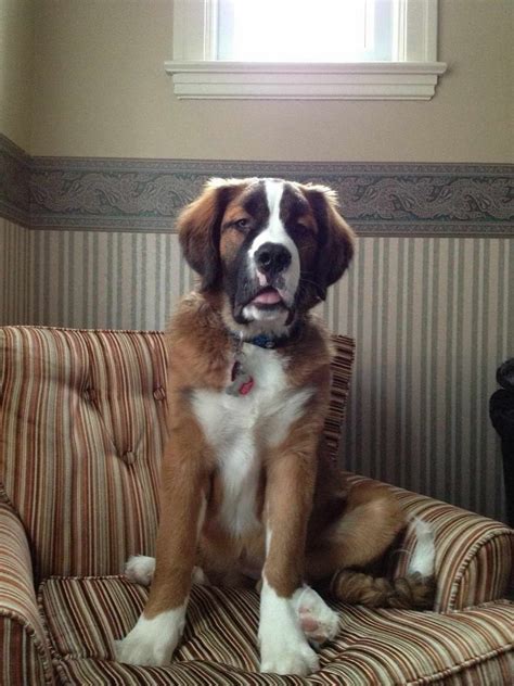 great dane mix with saint bernard