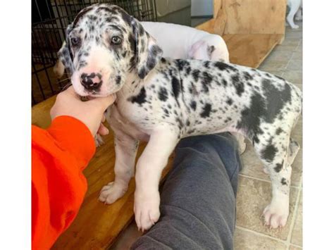 great danes puppies near me